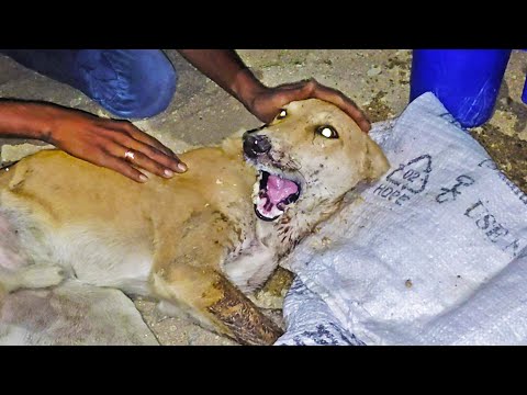 Video: Drobná šteňa so zlomenou čeľusťou prekvapuje svojho veterinára s super liečivými silami