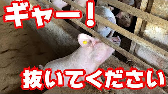 挟まり豚 おもしろ豚 Youtube