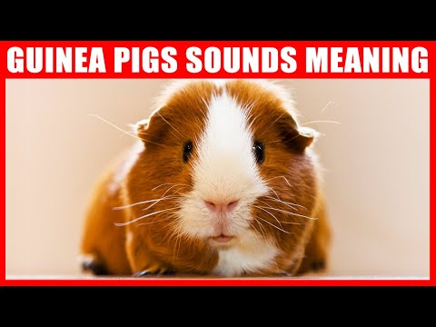 Video: Wat betekent cavia?