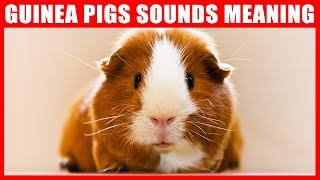 Guinea Pig Sounds and What They Mean