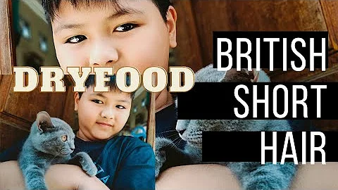 Video 1836431: cat kucing british, british hair cat, britishshorthair kucing