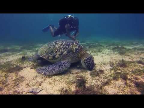 GoPro Hero 3+ black - Diving - giant Sea Turtle underwater