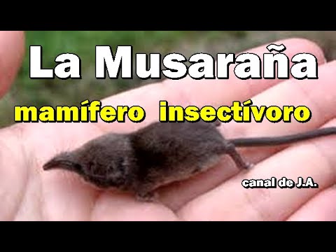 Video: ¿Es domesticar a la musaraña?