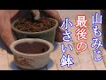 山もみじを小さい鉢に…これが最後