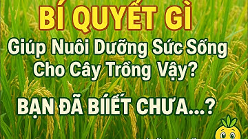 Bí quyết gì giúp nuôi dưỡng sưc sống của cây trông ?-#hailúa_bạcliêu