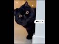 Who’s watching me…? 👀🐈‍⬛ #shorts