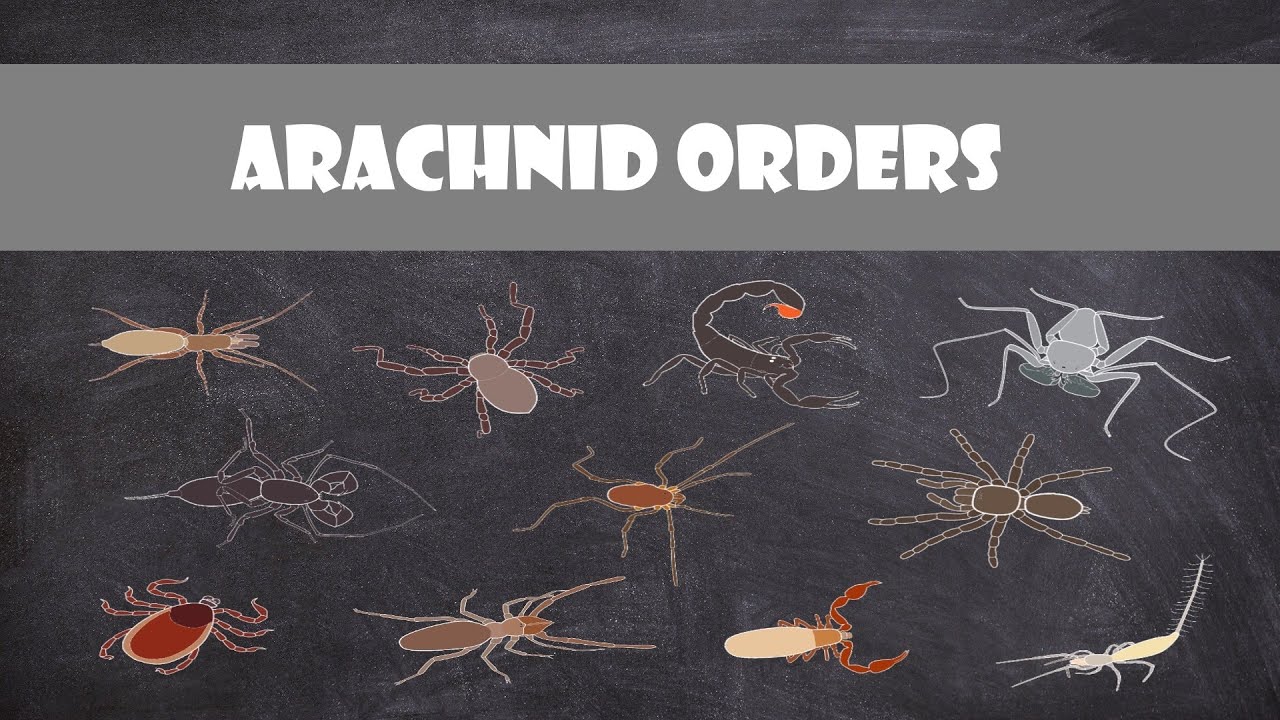 Defining Characteristics Of The Arachnid Orders Youtube