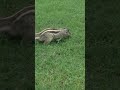 Squirrel searching food