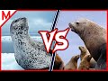 16💥Leopard Seal vs Steller Sea Lion | + Coyote vs Red Fox winner