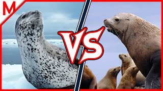 16💥Leopard Seal vs Steller Sea Lion | + Coyote vs Red Fox winner by M from aniMals 142,010 views 5 years ago 8 minutes, 2 seconds