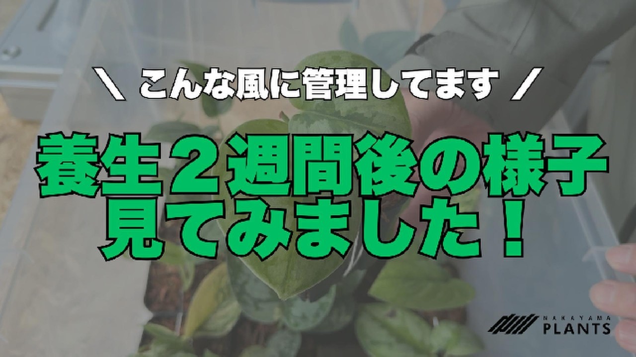 養生２週間後の様子を見てみました！