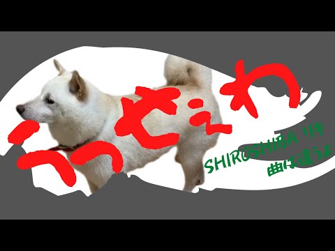 Adoさん「うっせぇわ」白柴力だったら…