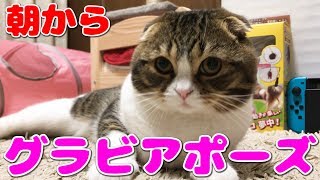 朝からほふく前進を披露する猫【スコティッシュフォールド】【Scottish Fold】