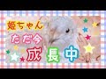 姫うずらの姫ちゃんの成長ぶり