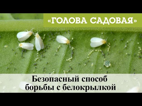 Голова садовая - Безопасный способ борьбы с белокрылкой