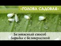 Голова садовая - Безопасный способ борьбы с белокрылкой