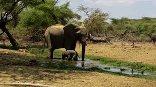 New baby elephant discovers water for the first time!