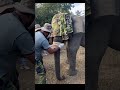 wildlife teams successfully treated a wild female elephant in Galgamuwa