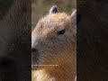 Meet the Worlds Most Relaxed Animal #capybara #facts #animals #youtubeshorts