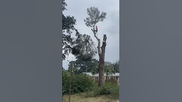 Large oak Removal 😃Negative Rigging