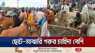 রাজশাহীতে জমে উঠেছে পশুর হাট; দাম নিয়ে ক্রেতা-বিক্রেতা কার কী মত? | Rajshahi cow bazar | Jamuna TV