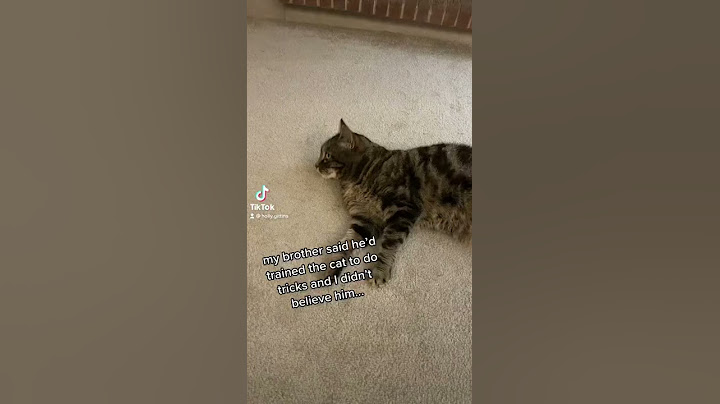 I trained my cat to do tricks (and it went viral…)