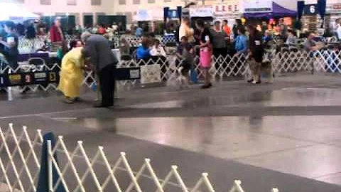 Atlanta Kennel Club - Norwegian Elkhound Breed Jud...