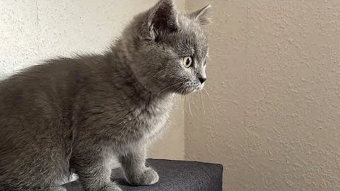Watch the video about Cute British Shorthair Kitty
