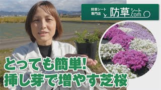 芝桜の増やし方 少量で沢山増やすには 挿し芽 がオススメ Youtube