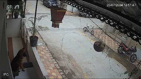 Heroic German Shepherd Saves Child from Street Dog Attack | RockC the GSD