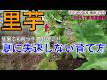 里芋は7月猛暑で“失速させたら終わり”｜豊作を確定させる芽かきの正解と根圏づくり【有用菌栽培・全工程公開】