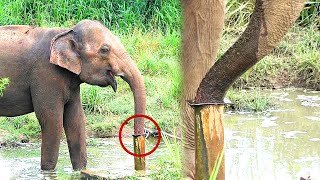 Brainy Elephants quench their thirst from an extraordinary way | Intelligence of Animals