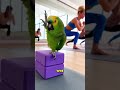 Yoga Class Started… Parrot Became the Instructor 😭🦜🧘‍♀️ Everyone’s finding inner peace…