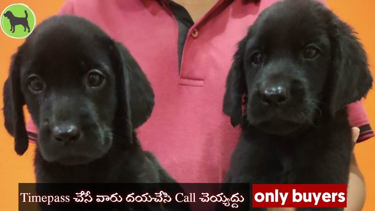 Labrador Retriever Puppys sale in Rajahmundry Dog in Telugu 📞