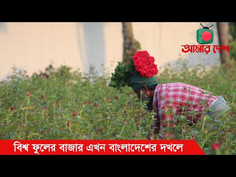 ভিডিও: সালমন এবং জুচিনি ফুল ক্ষুধার্ত