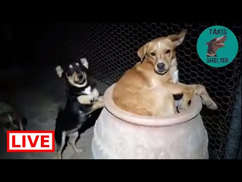 dog saved by dolphin Good night from Takis Shelter - Takis Shelter