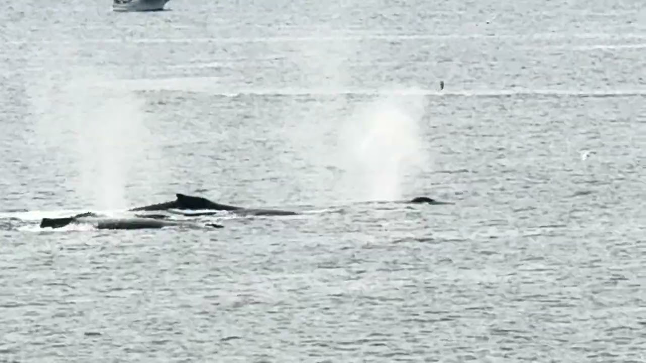 Whale Watching at  Icy Strait Point, Alaska.. August 28, 2026. On the MSC  Poesia cruise ship.￼