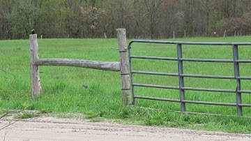 Bobolink Singing On A Fence Post