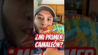 Which chameleon is better for beginners? 🤔 #chameleon #reptiles #chameleons #pets Which chameleon is better for beginners? 🤔 #chameleon #reptiles #chameleons #pets