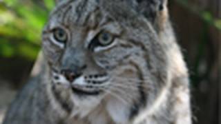 When big cat rescue received a call that bobcat had been struck by car
and needed our help, manager scott lope volunteer veterinarian dr.wynn
were on...