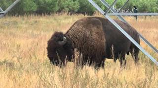 Huge 2000 Pound Bison