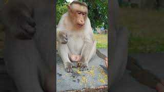 Monkey 🥰🤩👌#monkey  #shorts #shortvideo #ytshorts