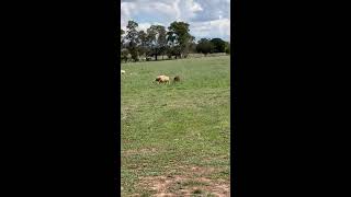 angee1217 Videos #136