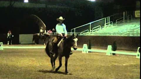 Lisa Wegener riding Driftwoods Pal - Drifter
