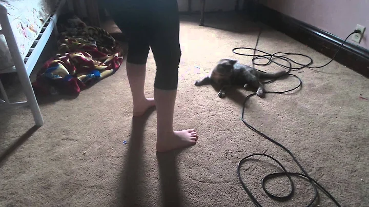Crazy kitten full of fun 2014