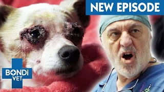 Dog's Eyelids Are 'Glued' To The Eyeball  | Coast to Coast S6E10 | Bondi Vet