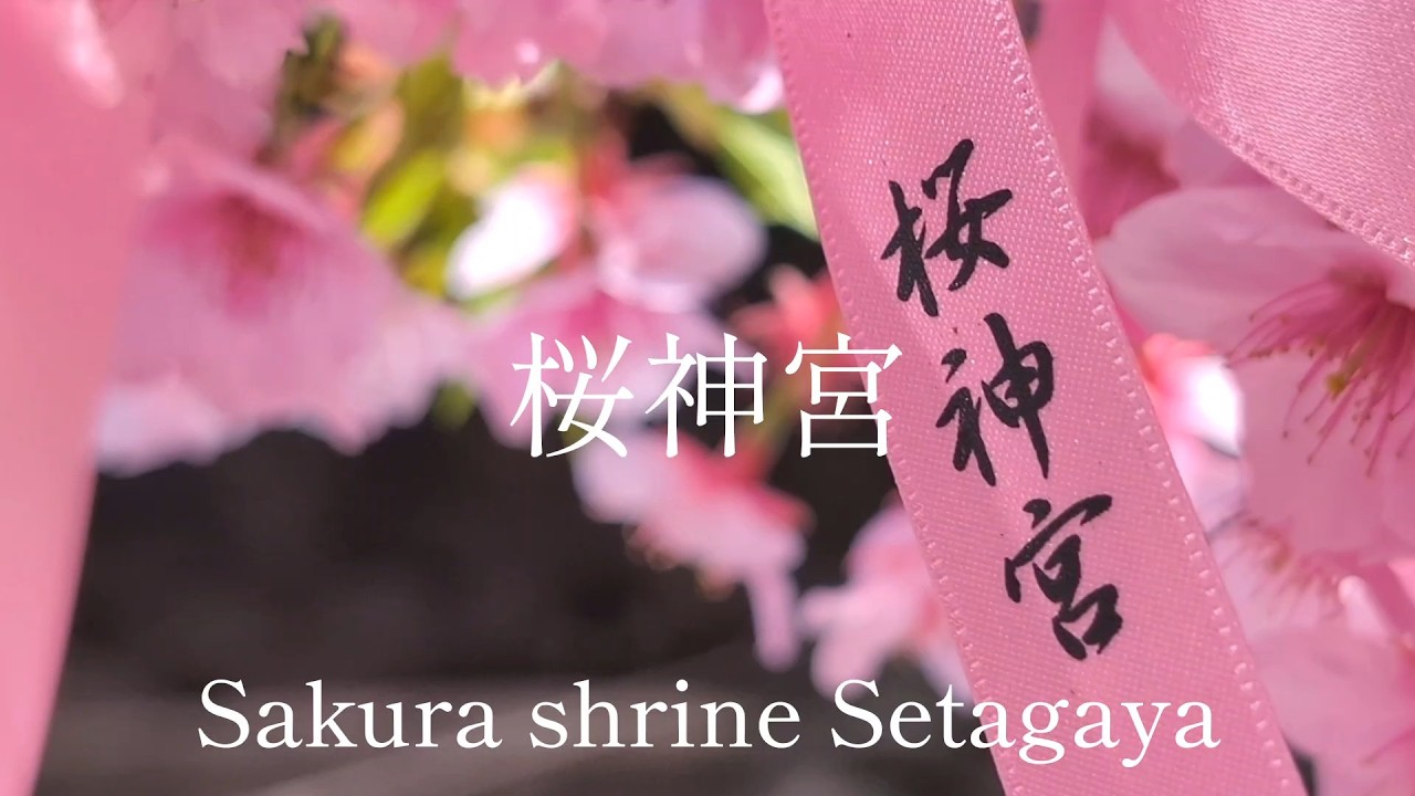 東京都観光　河津桜満開　桜神宮　世田谷　Tokyo Tourism: Kawazu Cherry Blossoms in Full Bloom, Sakura Shrine, Japan