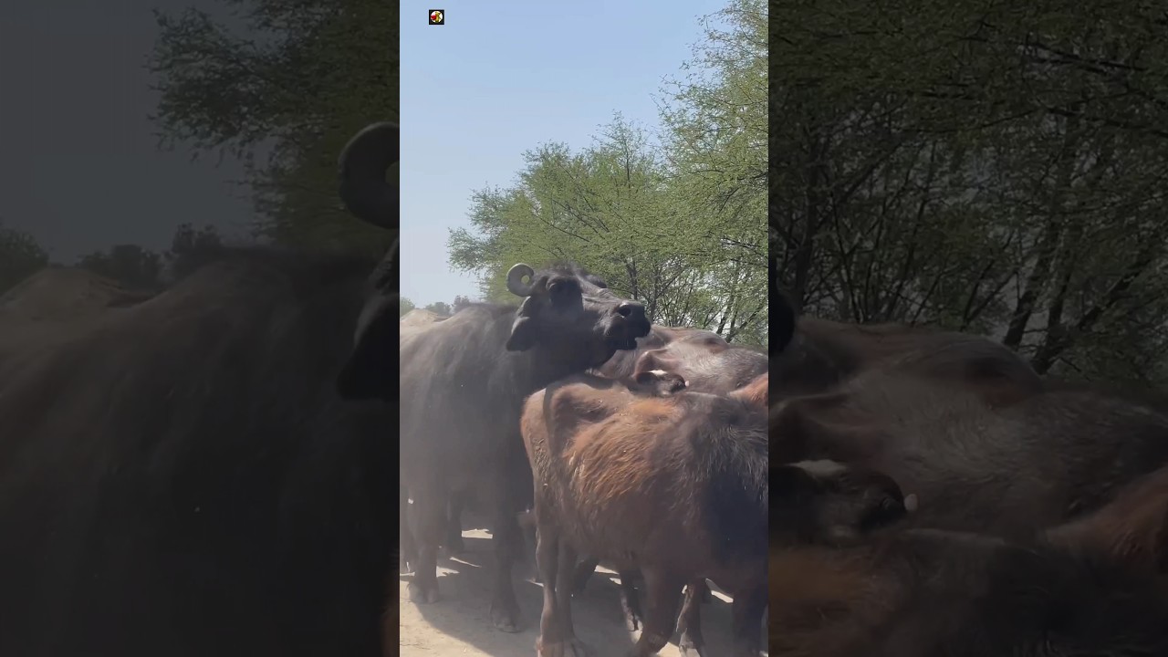 BUFFALOES - Buffaloes Sound 🖤  (2)