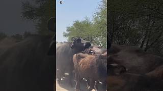 Buffaloes - Buffaloes Sound 2