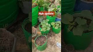 Npk Spray Ka Result shorts gardening terracegarden